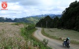 Ngất ngây với cánh đồng hoa tam giác mạch ở Hà Giang